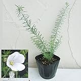 フラックス（アマ）：ペレニアルホワイト3号ポット 6株セット ノーブランド品