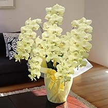 黄瓷輪花鉢 (未使用 新品同様) Amazon｜希少 純国産 胡蝶蘭 【煌華（きらか）】黄色 大輪 中輪