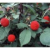 矮性木いちご（ラズベリー）：マイラビット3～3.5号ポット ノーブランド品