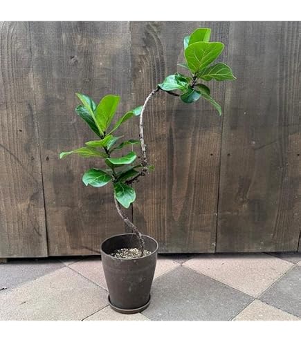 Amazon｜カシワバゴム バンビーノ 曲がり 15現観葉植物 室内 7号｜観葉