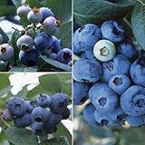 群馬県オリジナル品種ブルーベリー：3種セット（あまつぶ星・おおつぶ星・はやばや星） ノーブランド品