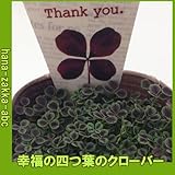 幸福の四つ葉のクローバー　苗