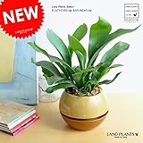 LAND PLANTS 【観葉植物】 コウモリラン （ツートンボールポット）