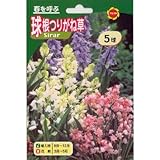 秋植え球根 つりがね草 (234659)