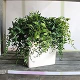 Kicode プラスチック人工植物 緑の草 家の装飾のため （ポットは含まれません）