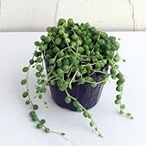 グリーンネックレス3号ポット苗4株セット