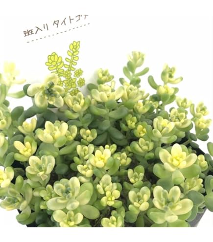 Amazon｜多肉植物 seセダム ペレスデラロサエ ピンクエッジ 多肉植物