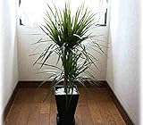 観葉植物 ドラセナ マジナータ （真実の木）　6号黒角プラスチック鉢植え　ラッピング付きでお届け致します。