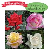 m母の日ギフト 育てる楽しみ 新苗4鉢セット 「イングリッドバーグマン」「ピース」「プリンセスドゥモナコ」「ホワイトクリスマス」 人気の品種をセットでお届け ※苗のため花や蕾はありません