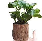 桜の雪 ウッドテラスプランター ナチュラル 木製　多肉植物　花　ベッドポット (10*9cm)