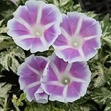 アサガオ：枝垂れ朝顔恋しぐれラベンダー3.5号ポット3株セット[MPS] ノーブランド品