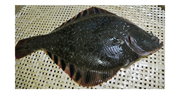 Amazon 苫小牧産 活〆マツカワカレイ 王鰈 Ichikano 鮮魚 通販