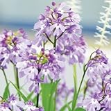 国華園　ラン苗　イワチドリ　紫宝　5球【※発送が国華園からの場合のみ正規品です】