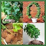 【多肉植物/種子】Dioscorea Sylvaticaディオスコレア・シルバチカ◎ハート型の葉が可愛い塊根植物、、冬成長型の旧「亀甲竜」◆種子５粒 [並行輸入品]
