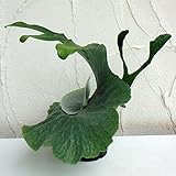 コウモリラン[プラティセリウム]：スパーバム3.5号鉢植え ノーブランド品