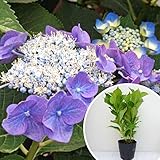 苗/苗木 ガクアジサイ 樹高0.1m前後 15cmポット 額紫陽花 がくあじさい 額あじさい 苗木 苗 植木 庭木 生け垣 ka 1本 1
