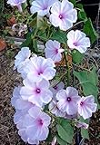 232.ピンクの花が連続して咲く姿は大迫力！多年草のため翌年はさらに圧巻。木立ちするアサガオ （Ipomoea carnea 5粒) [並行輸入品]