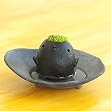 苔盆栽 モスモス モストリ 黒 受け皿セット