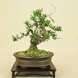 いよじ園 一位 / イチイ (キャラ)小品盆栽 【松柏盆栽】