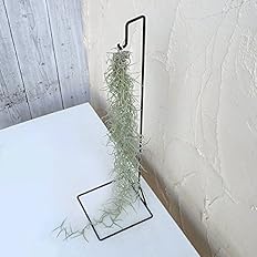 Amazon チランジア ウスネオイデス スパニッシュモス とスタンドのセット 吊るすだけ 管理簡単なエアプランツの仲間 観葉植物 オンライン通販