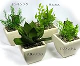 【ギフト】プリザーブドフラワーの観葉植物 [プリグリーン]【4種セット】