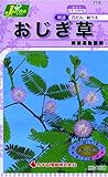 カネコ種苗 草花タネ715 おじぎ草 10袋セット