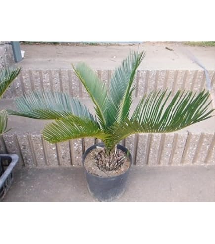 Amazon.co.jp: ソテツ 蘇轍 尺 極太 12号サイズ ヤシ 観葉植物