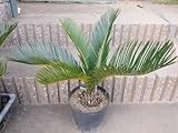 蘇鉄 ソテツ 苗木 リゾート庭木 全長30~40CM前後