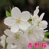 苗・庭木苗：桜の苗木 (吉野桜)