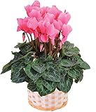 シクラメン5号鉢 【花色おまかせ赤系・ピンク系】 鉢植 フラワーギフト 花 冬ギフト 歳暮