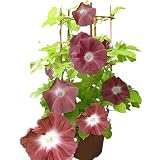 ハッピーガーデン 希少な朝顔市のあさがお 黄葉団十郎朝顔 6号 鉢植え ギフト