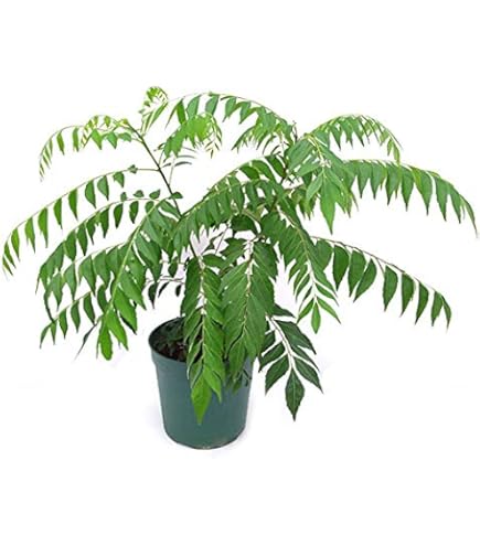 ティーリーフ葉　観葉植物　150枚 ティーリーフ切り葉 100枚 / 150枚 / 200枚 - MELE OHANA ONLINE