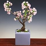 桜盆栽：お花極盛り！旭山桜（あさひやまざくら）大　盆栽　*モダンライラック陶器鉢　受け皿付
