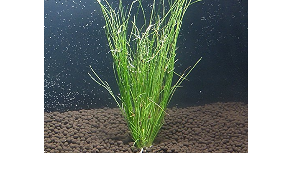 Amazon イイ水草市場 水草 アンブレラプラント 5本 イイ水草市場 生体水草 通販