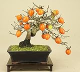 いよじ園 老爺柿 / ローヤ柿（小品盆栽） 【雑木盆栽 実物盆栽】