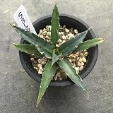多肉植物：アガベ　暁の雪*8ｃｍ