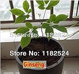 Freeshipクリニーク100％本物の中国ハーディ朝鮮人参韓国人参の種ハーブの種