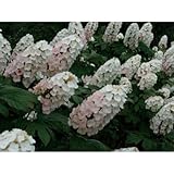 アジサイ(紫陽花) カシワバアジサイ(柏葉紫陽花) 白花 植木 苗木 落葉低木