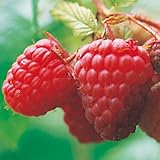 ラズベリー(キイチゴ)苗木 レッドジュエル