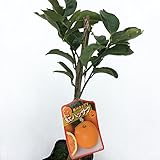 みかん 苗木 紅八朔 13.5cmポット苗 べにはっさく ミカン 苗 蜜柑