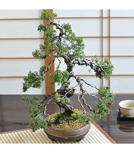 真柏 楽天市場】苗：糸魚川真柏（曲）*いといがわしんぱく シンパク : 遊恵