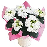 ナナ　さかもと園芸　達人のあじさい　母の日　あじさい　アジサイ　紫陽花　花鉢植え　花　ギフト　プレゼント　贈答品