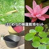 (ビオトープ/睡蓮)はじめての睡蓮栽培セット ピンク サンライズ+ライズ(セサミグレー)+ヒメダカ+浮き草他 説明書付 本州・四国限定[生体]