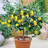 Big Bonsai Lemon Tree Seeds High survival Rate Fruit Tree Seeds For Home Gatden Backyard (50Pieces) 