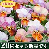 ビオラ ビッツ系 ハートカクテル 10.5cmサイズ大ポット 20ポットセット *ただし、お届け地域によっては別途差額送料が発生する場合が有ります。 パンジー ビオラ すみれ 苗 寄せ植え