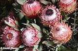 Protea magnifica - Queen Protea - 20 seeds