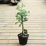 庭木・苗木：朝倉さんしょう（朝倉サンショウ）（山椒）*【４号】