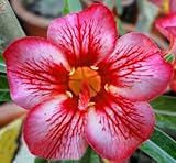 アデニウム アラビカム オベスム 砂漠のバラ種子(20粒)塊根植物種子20 Fresh seeds Adenium obesum Desert Roses seeds no462-ZEBRA