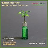 【ミニチュア観葉植物】「ピコツリー　ナギの木」コスメ感覚ミニボトル「コスメリーフ　5月誕生石色　エメラルド」付き　【土なし　清潔　水やり簡単　セラハイト】　　「NHK大河ドラマ　女城主　直虎」で「愛し