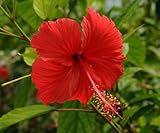 ハイビスカス　苗木　ブッソウゲ　Hibiscus rosa-sinensis　3号ポット